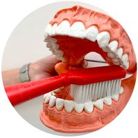 Erklärung der Zahnpflege an einem Gebiss während der Prophylaxe